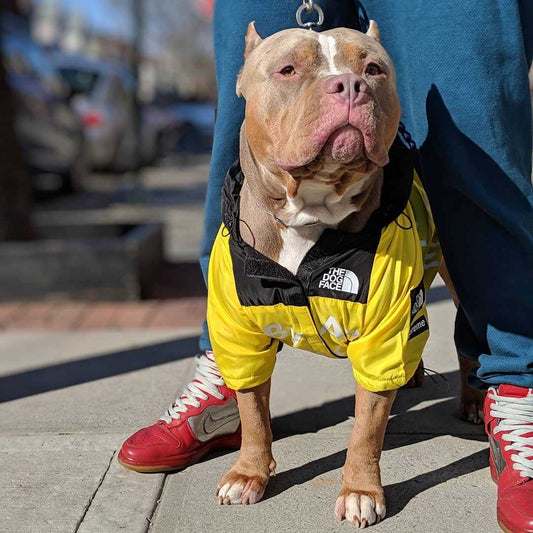 Doggo Face Windbreaker | Yellow