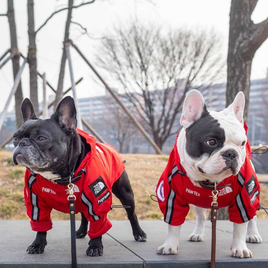 Doggo Face Windbreaker | Red