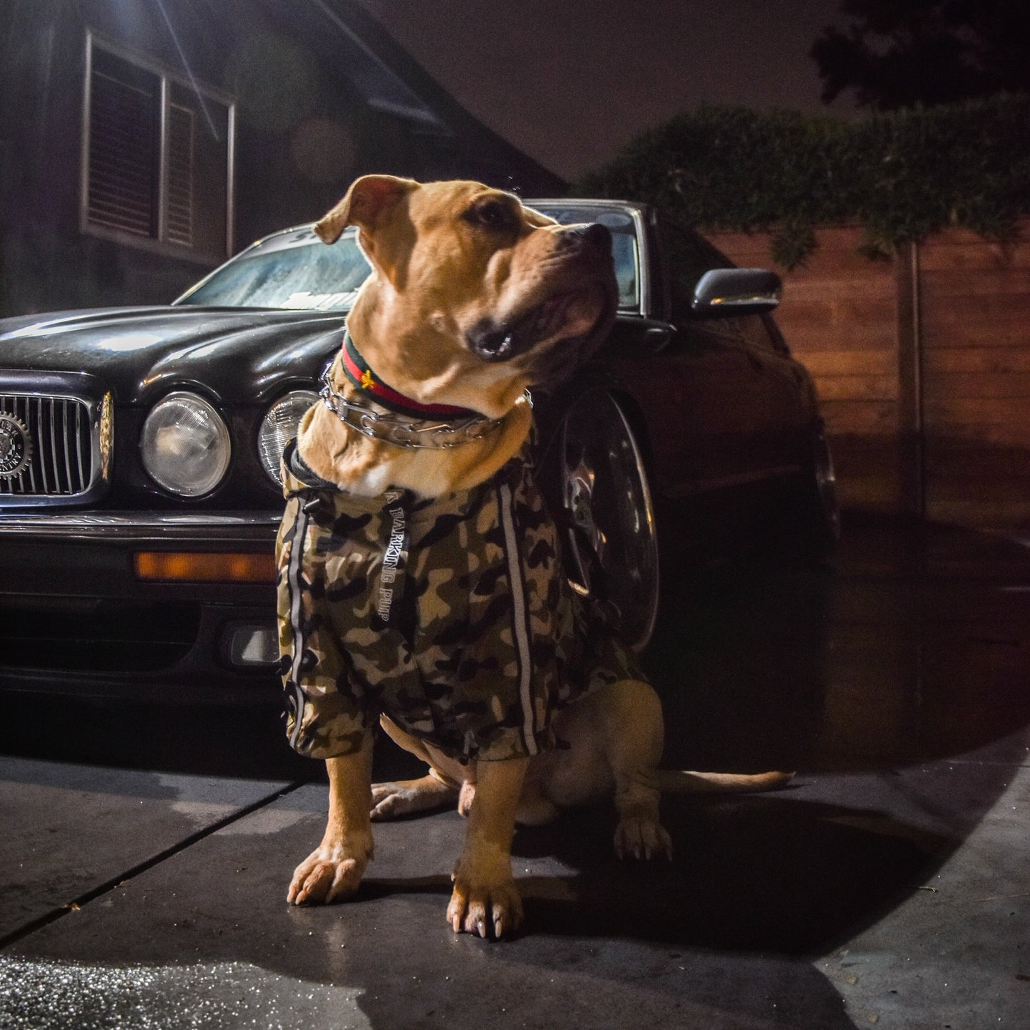 Doggo Face Windbreaker | Camo