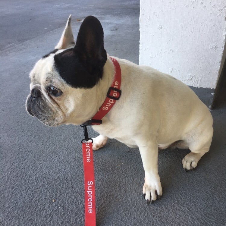 Pupreme Collar & Leash Set