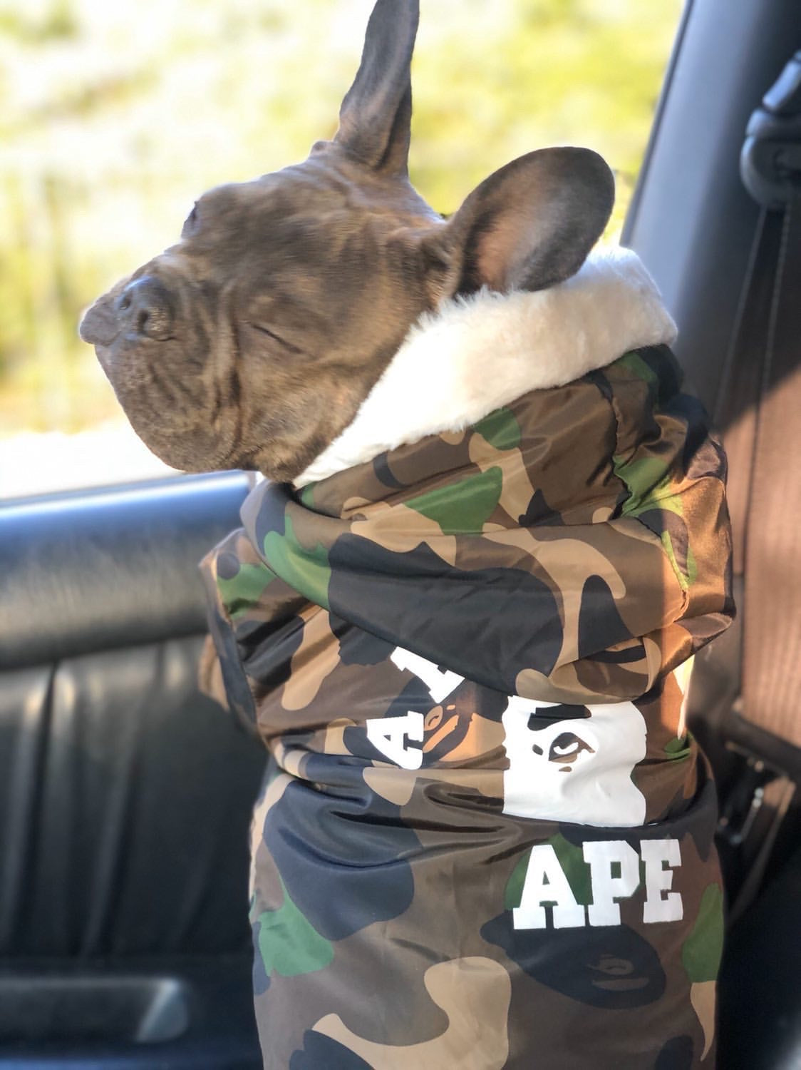 Dape Jacket