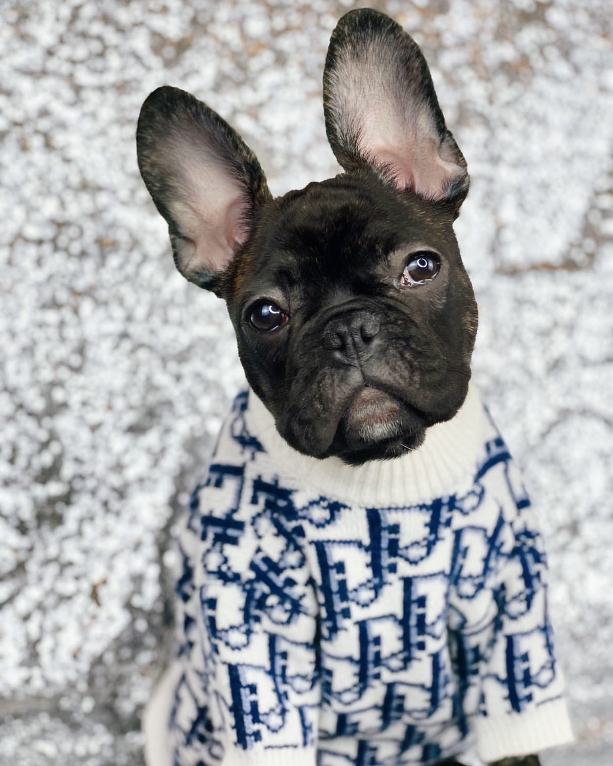 Doggior Sweater