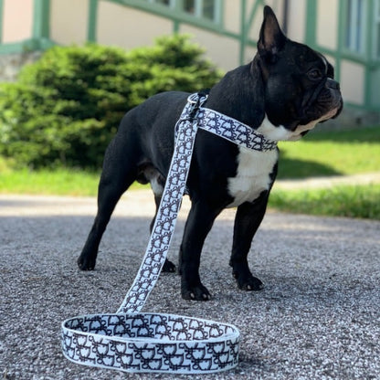 Dogior Harness & Leash Set