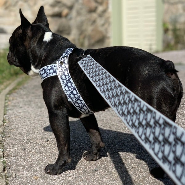 Dogior Harness & Leash Set